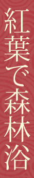 紅葉で森林浴